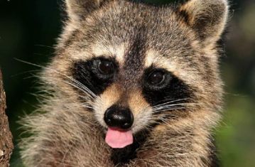raccon