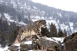 Легенда о Барсе и Орлице bars