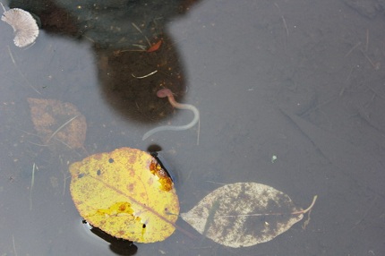 Червяки в луже 39706 original