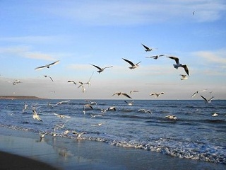 Морской прибой шумит о берег sea23