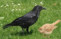 соловей и ворона Solovek-i-Vorona